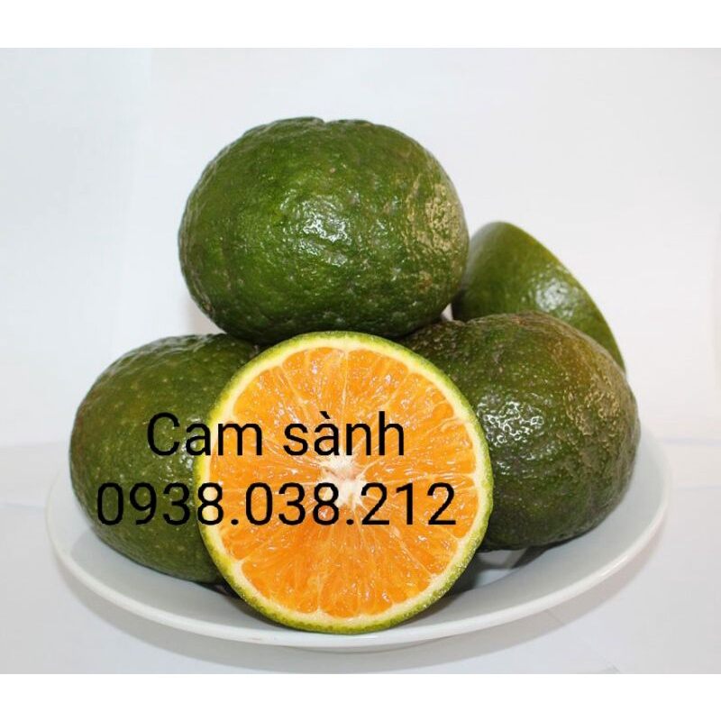 Cây giống cam sành