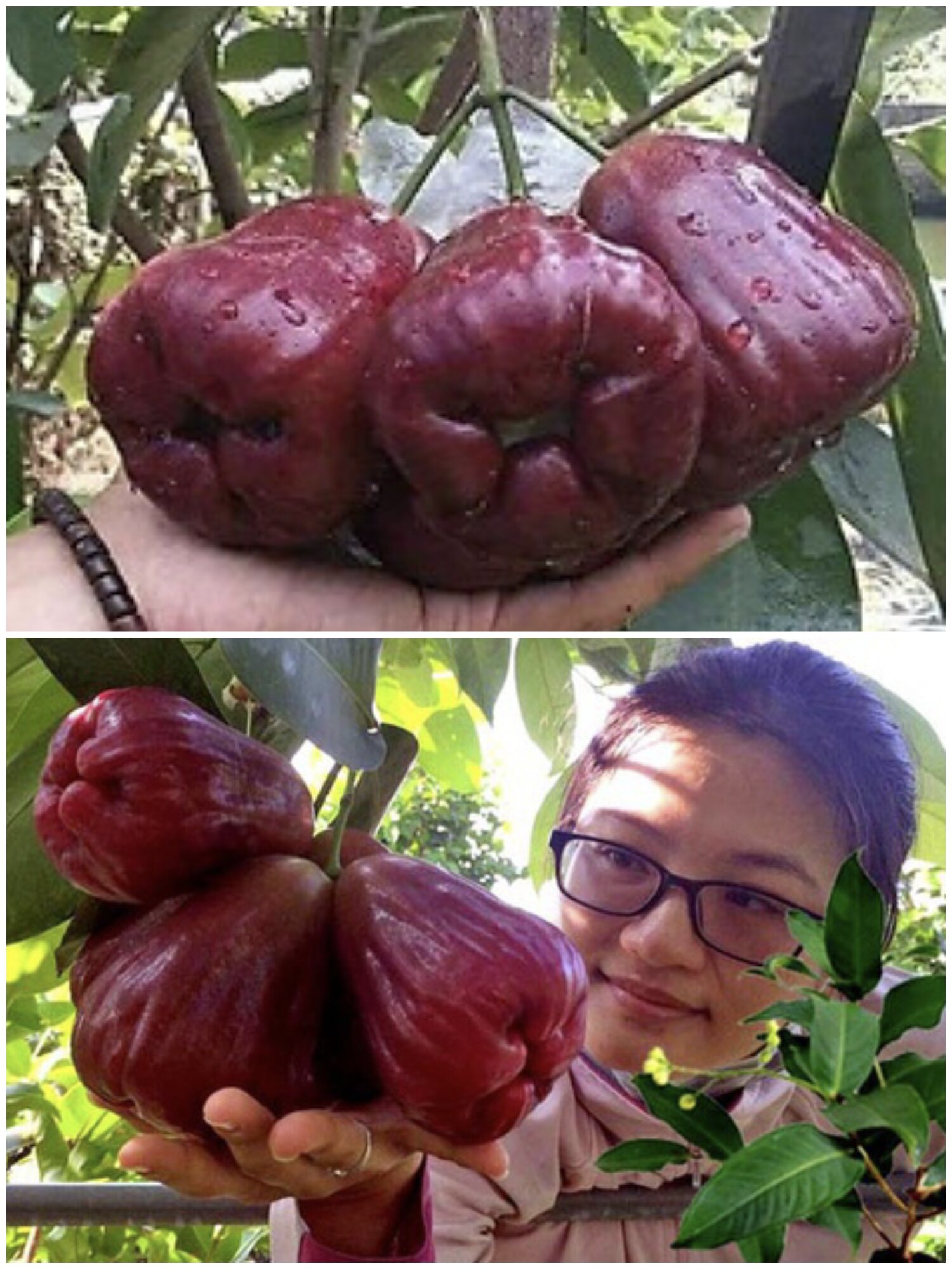 CÂY GIỐNG mận hồng mst bao chuẩn giống. cây cao khoẻ