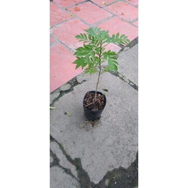 Hoa tiêu nương(chậu giống)