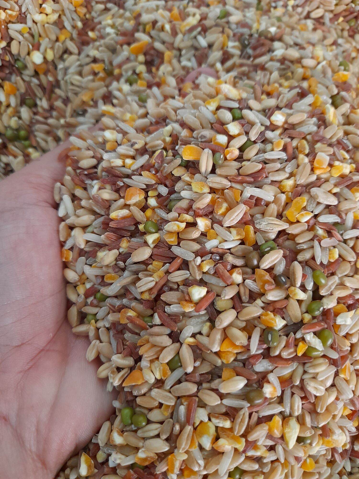 Ngũ cốc dinh dưỡng cho gà đá