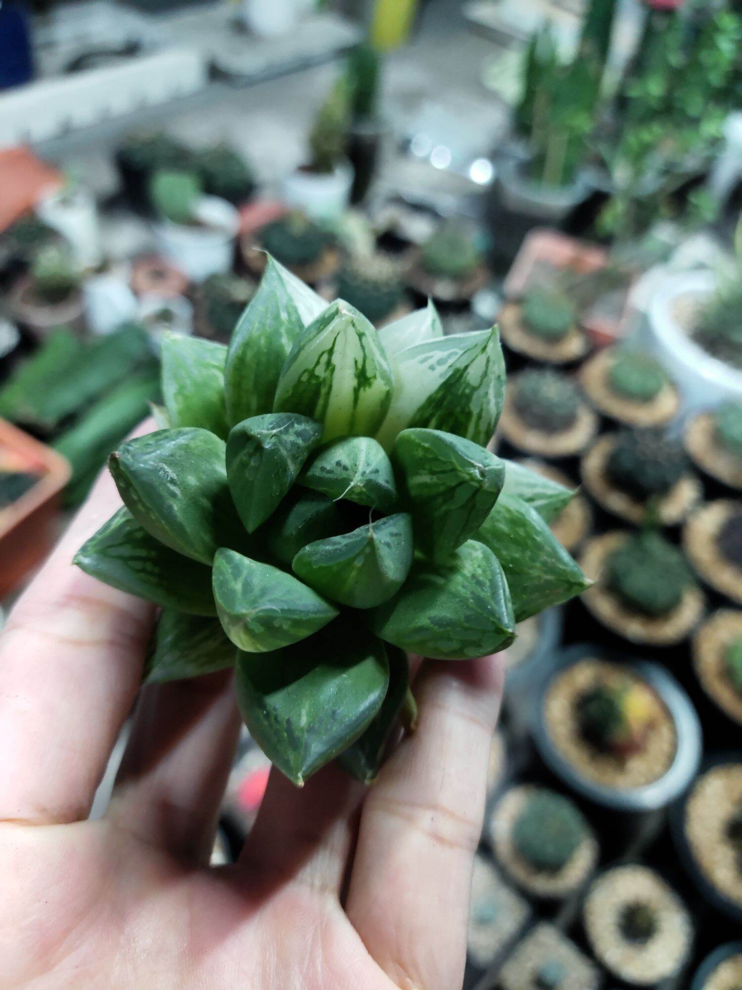 Cây haworthia var