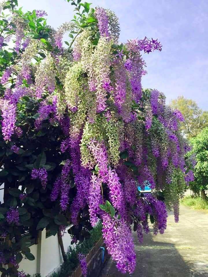 cây mai xanh thái siêu hoa