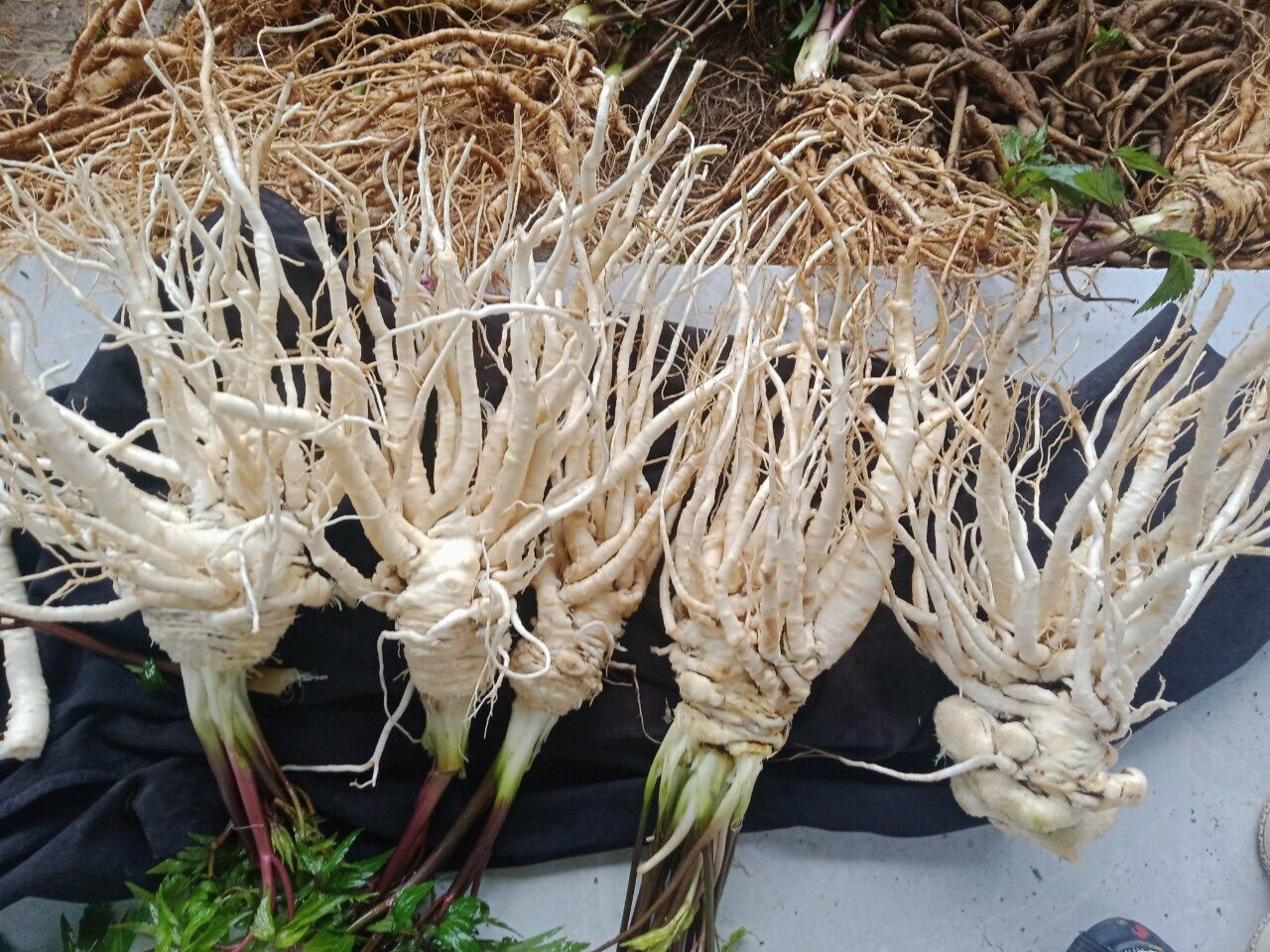 Sâm đương quy tươi Tây Bắc( combo 3kg=150k)