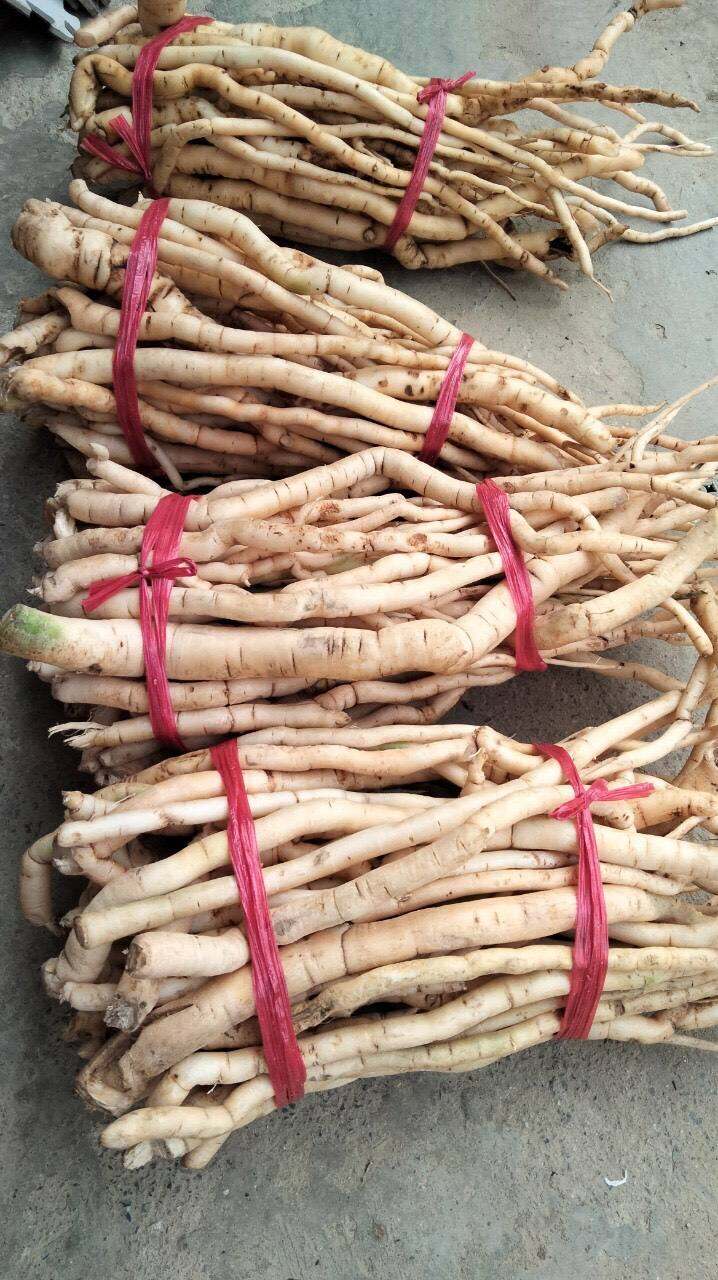 Sâm xuyên đá tươi Tây Bắc (1kg)