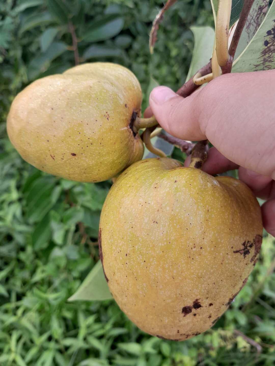 2 trái bình bát miền tây ngon khi ăn đá đường