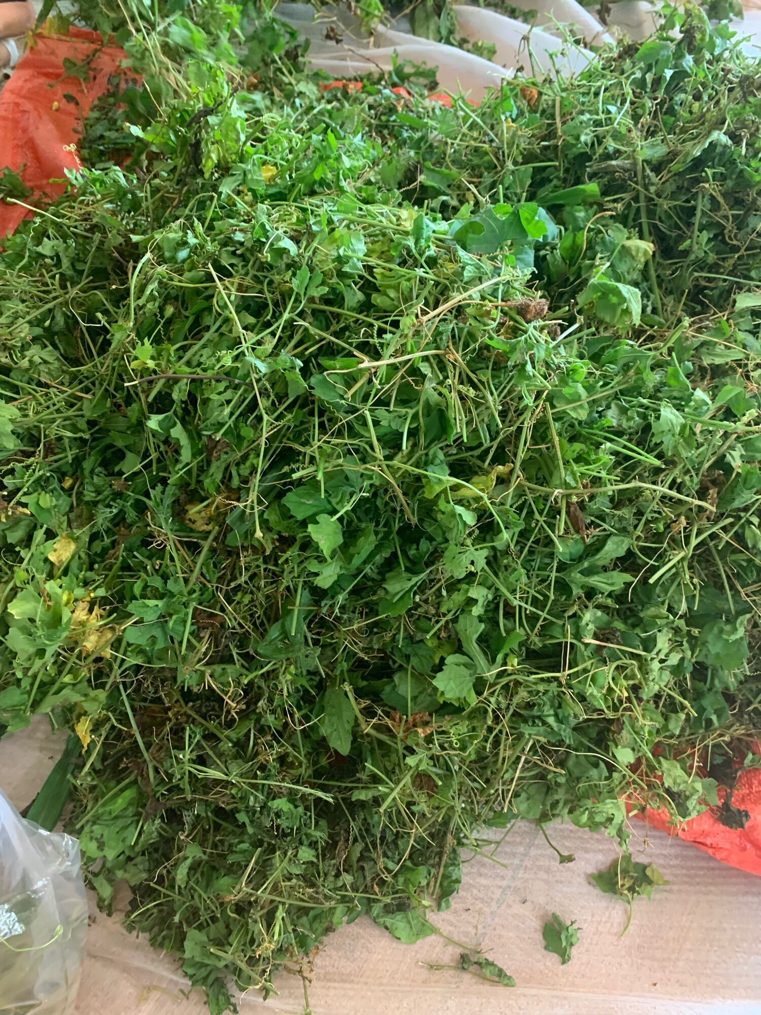 Dây Khổ Qua rừng sấy khô -100g/gói -thaoduocsachdaklak