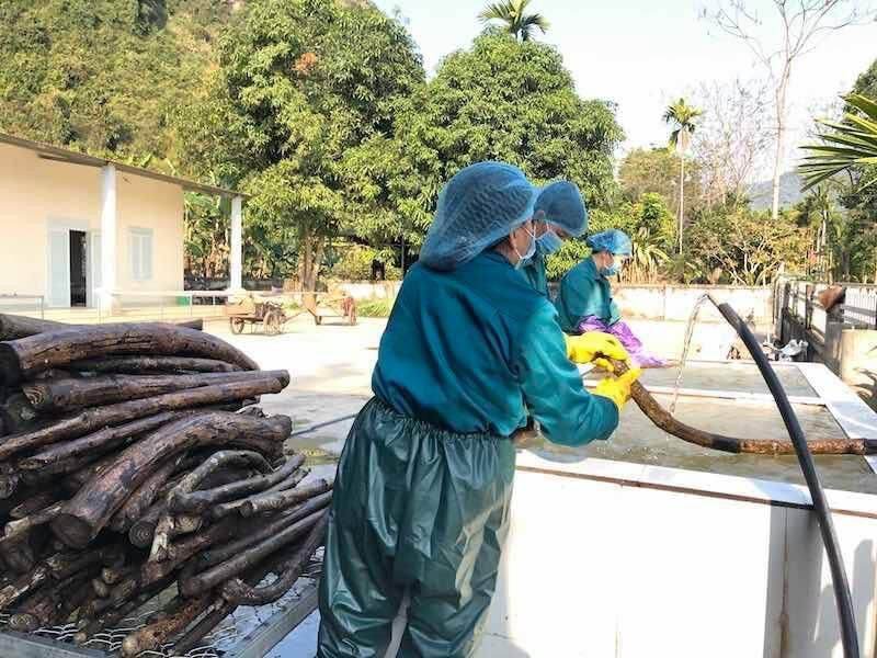 Cao gắm mềm 100gram- HTX Nông dược Yên Bái