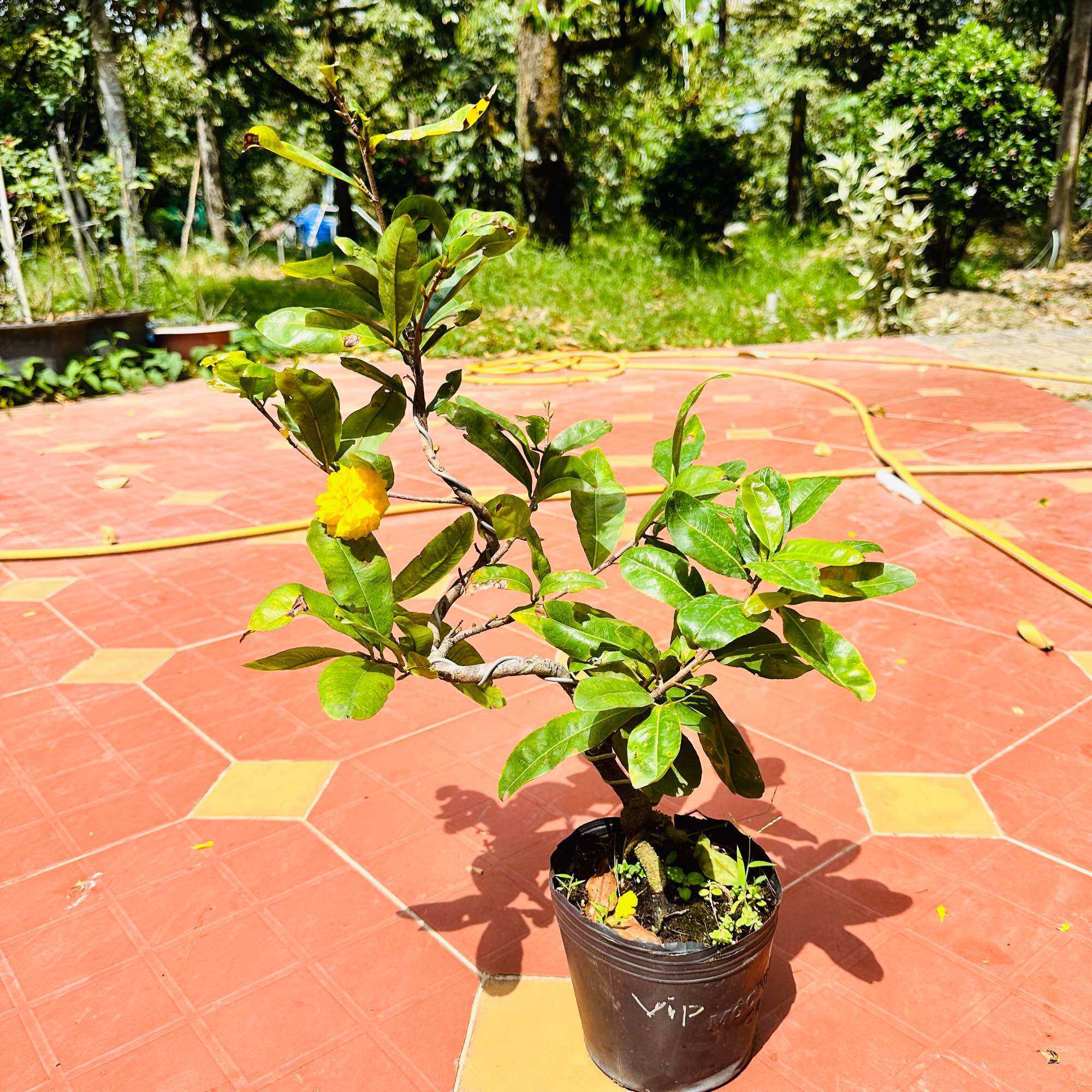 Cây mai cúc Vip - bonsai gốc ghép đẹp