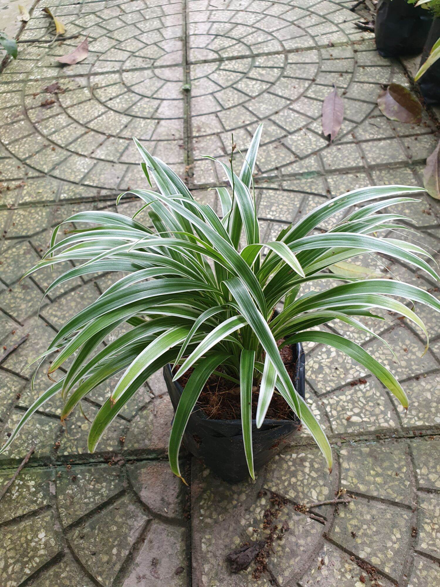 Cây cỏ lan chi 1 chậu