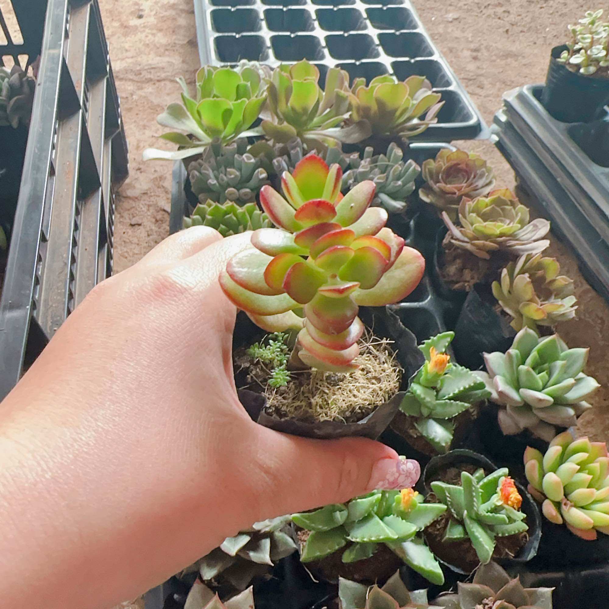 Sen đá thạch bích size bầu 3-5 cm xuất vườn đà Lạt