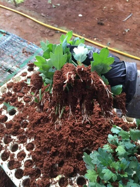 Cây giống hoa cúc trồng sân vườn làm cảnh