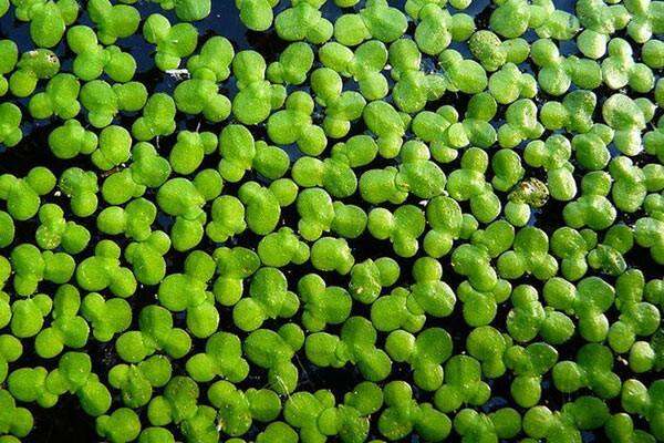 Bèo tấm trang trí hồ cá túi nhỏ (3 vợt nhỏ )& túi to 6( vợt nhỏ ) và combo 10 vợt nhỏ túi lớn.