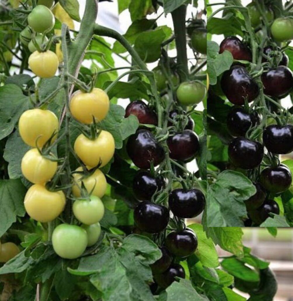 Hạt giống cà chua đen sai trái, giàu dinh dưỡng gói 0,2g
