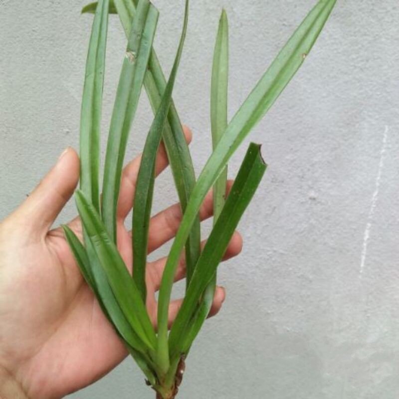Combo 3 cây Lan hài Vệ Nữ ( cây giống)
