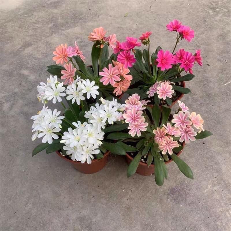 Củ hoa lộ vy sỉ 4k(set 5 củ)