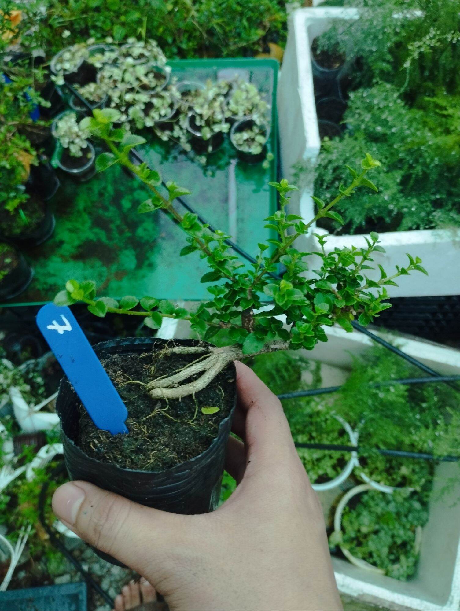 San hương mini bonsai