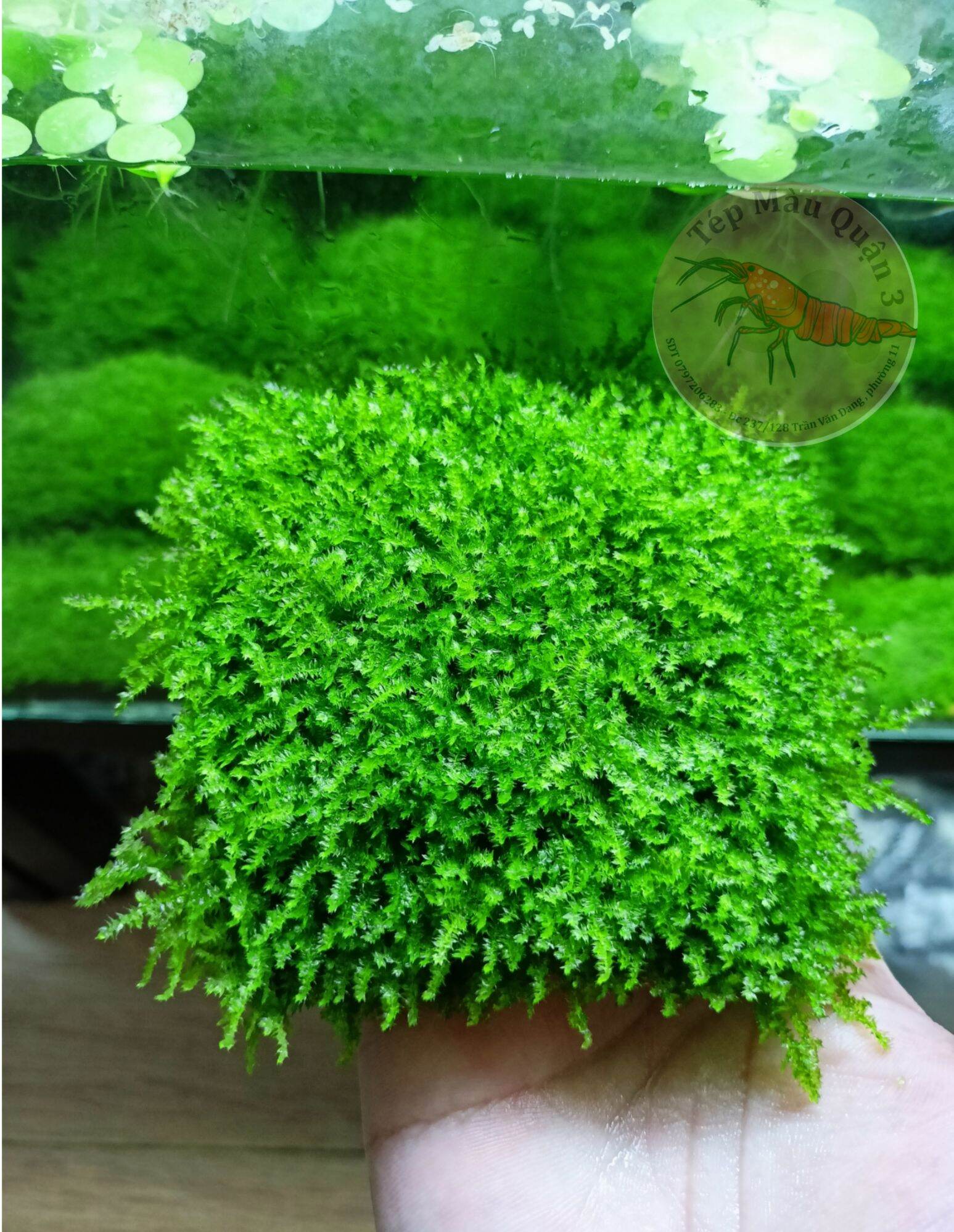 Rêu minitaiwan - vỉ 8x8 - trang trí hồ tép cảnh