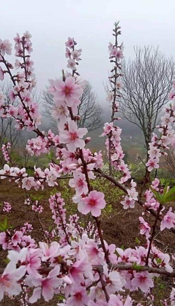 Đào phai 5 cánh, đào cánh kép