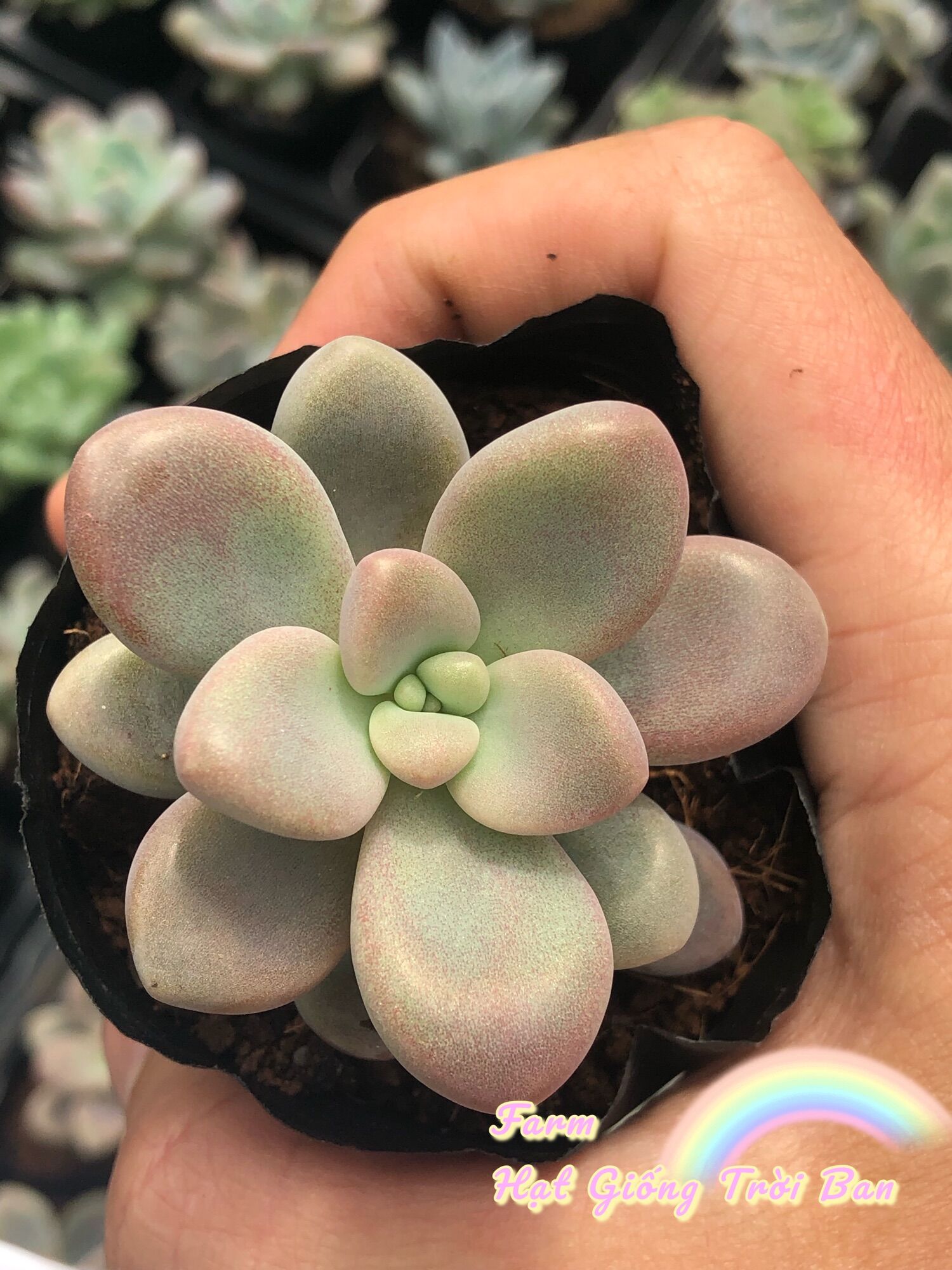 SEN ĐÁ SỎI HỒNG 🥰🥰🥰SIZE 5-7 cm😘XUẤT VƯỜN ĐÀ LẠT 😍 ĐÃ THUẦN KHÍ HẬU 🤑 SỐ LƯỢNG CÓ HẠN 🤫