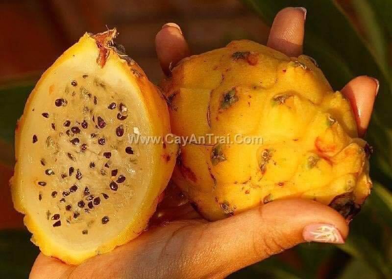 Cây giống thanh long trái vàng thái lan