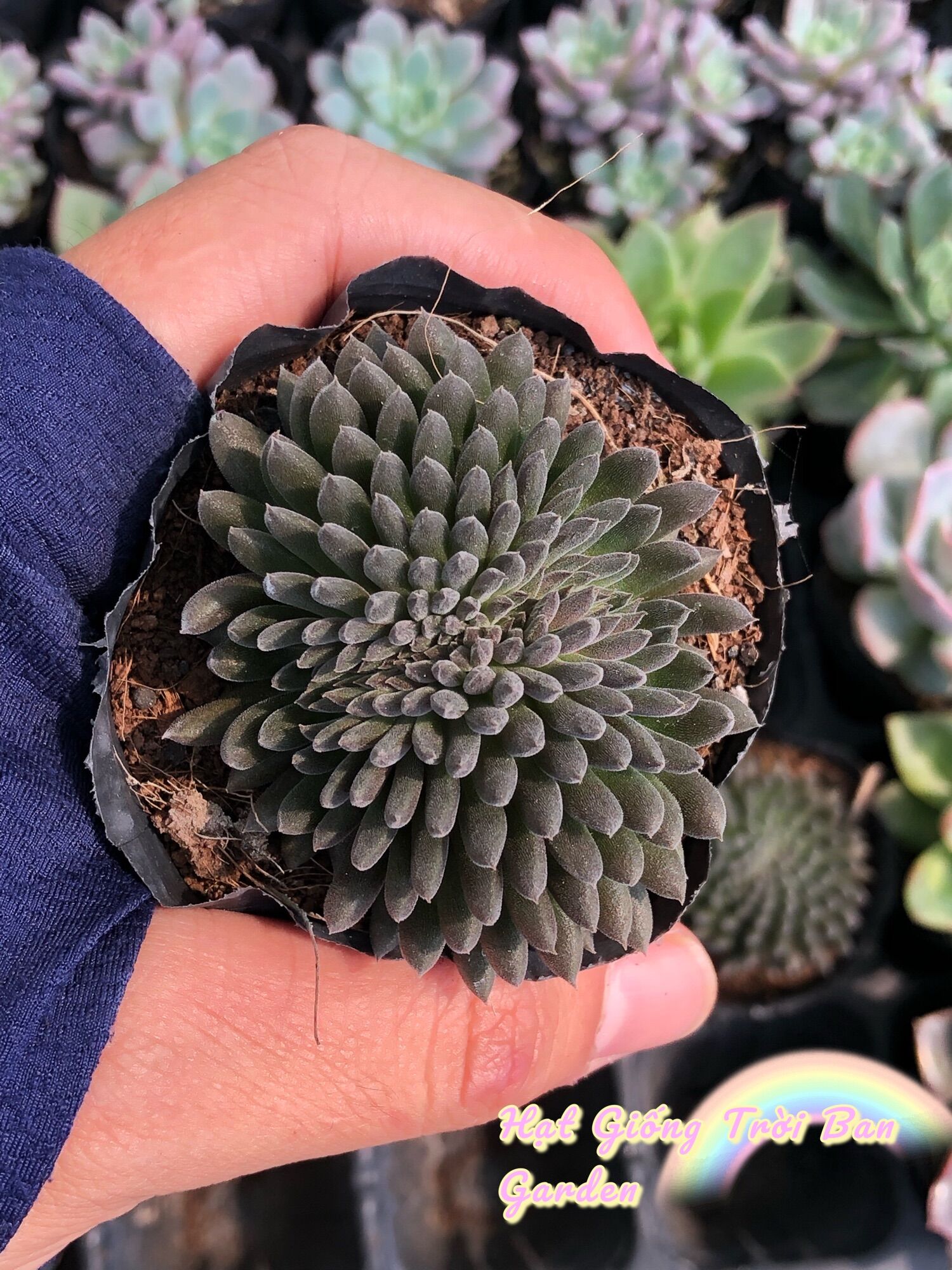 SEN ĐÁ NHÍM ĐEN CREST 🥰 XUẤT VƯỜN ĐÀ LẠT 😍 ĐÃ THUẦN KHÍ HẬU 🤑 SỐ LƯỢNG CÓ HẠN 🤫