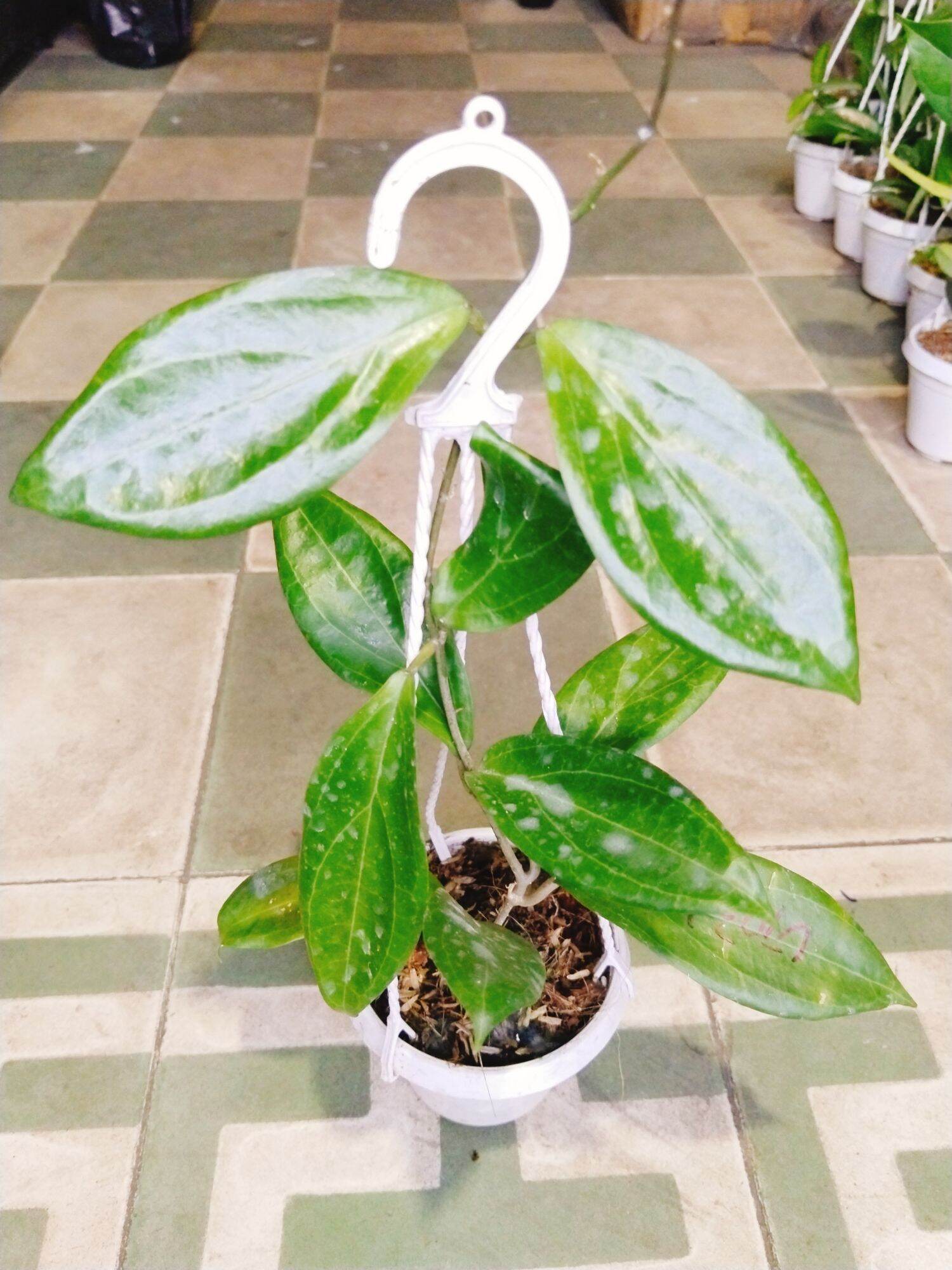 Cây lan cẩm cù nhiều màu hoa