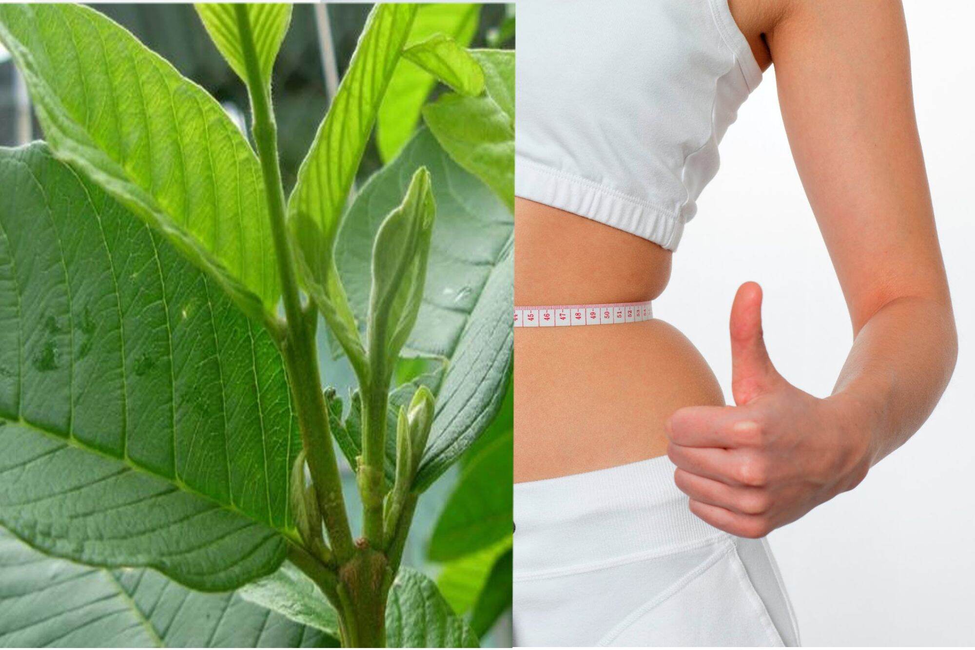 Trà lá ổi  khô nguyên lá  phơi khô (giá 1kg)
