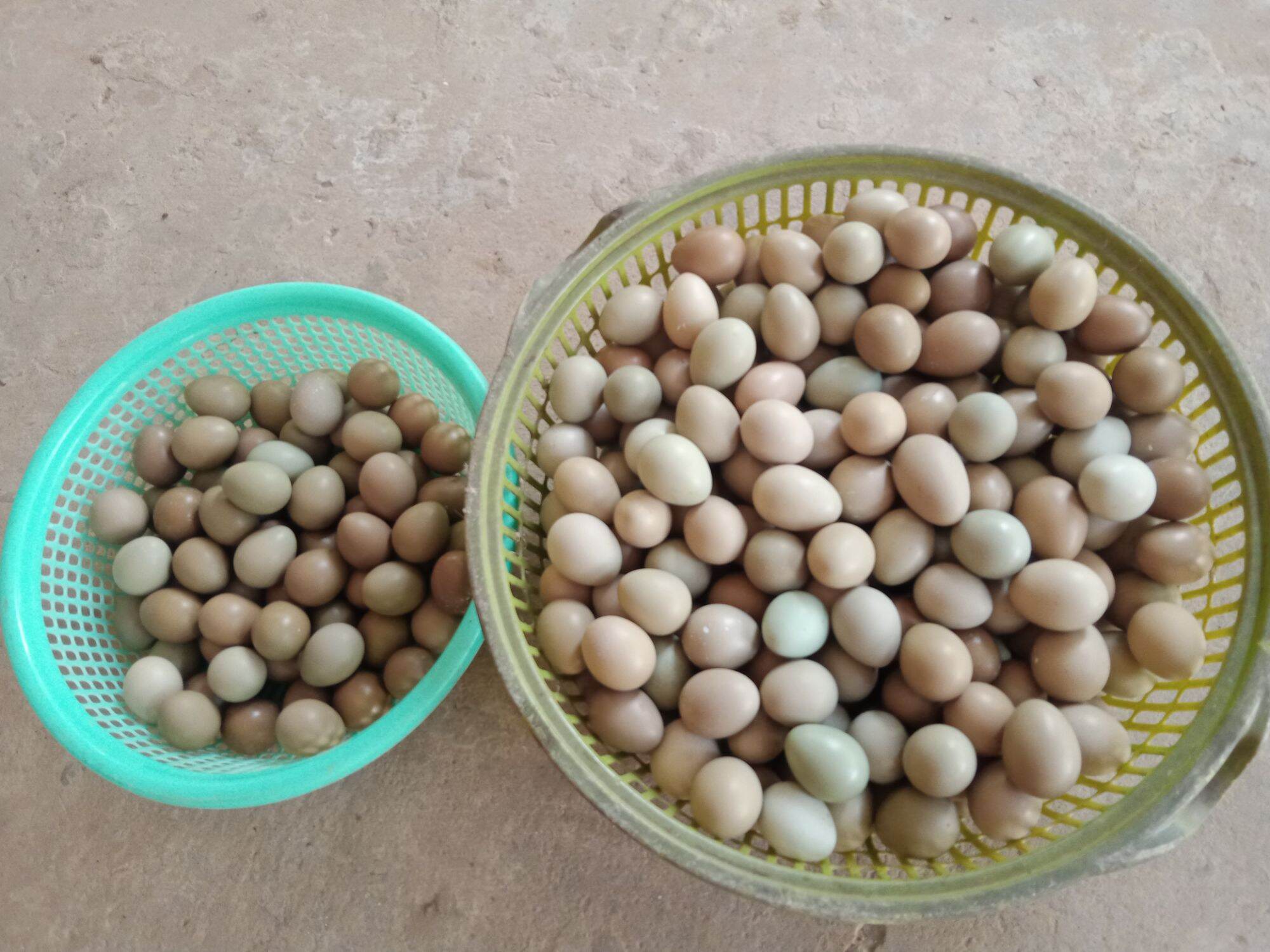 trứng chim trĩ 10 trứng về ấp