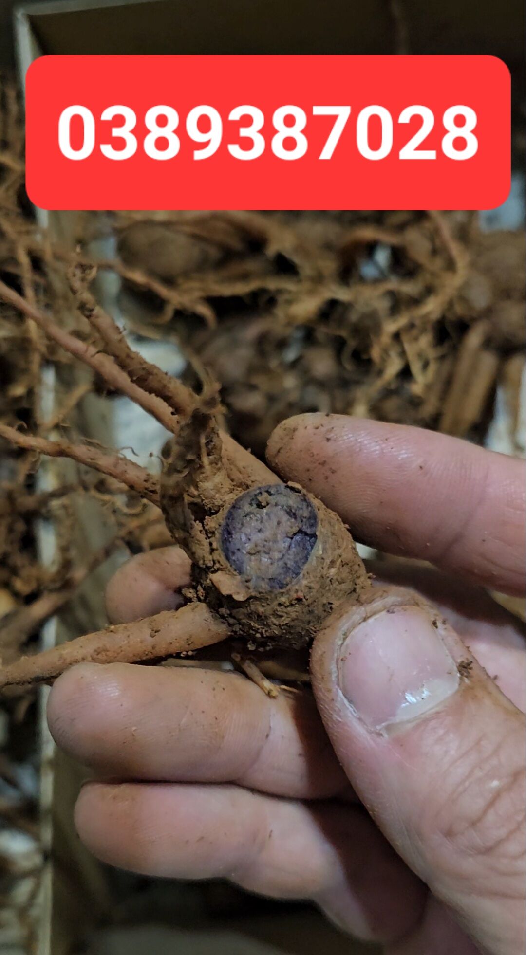 củ ngải đen thái lan,100g