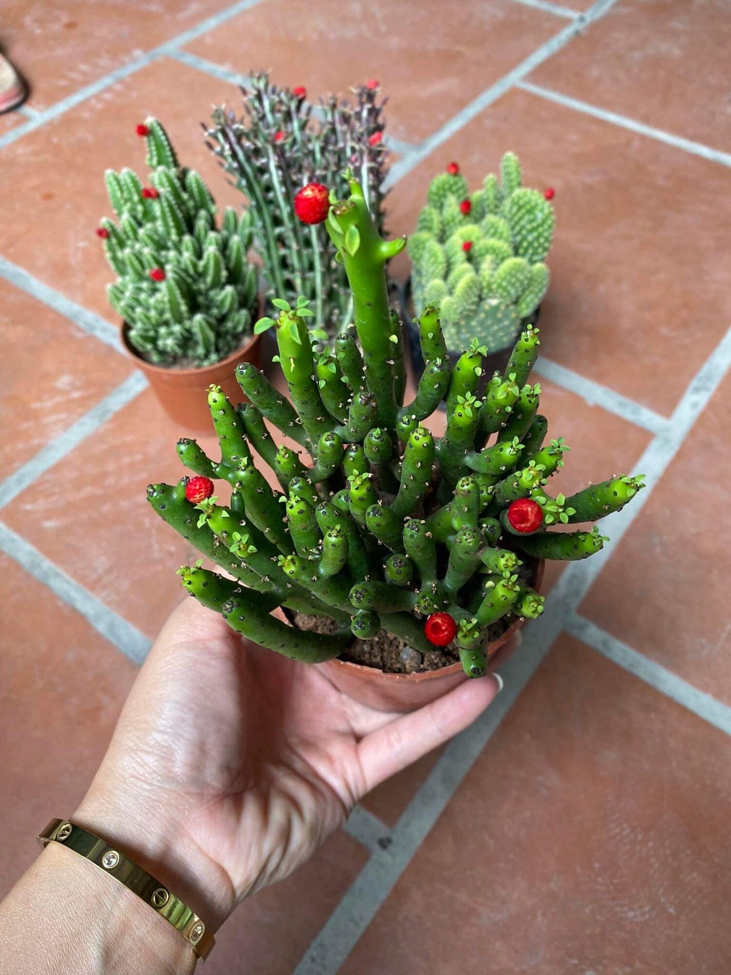 Chậu cây xương rồng