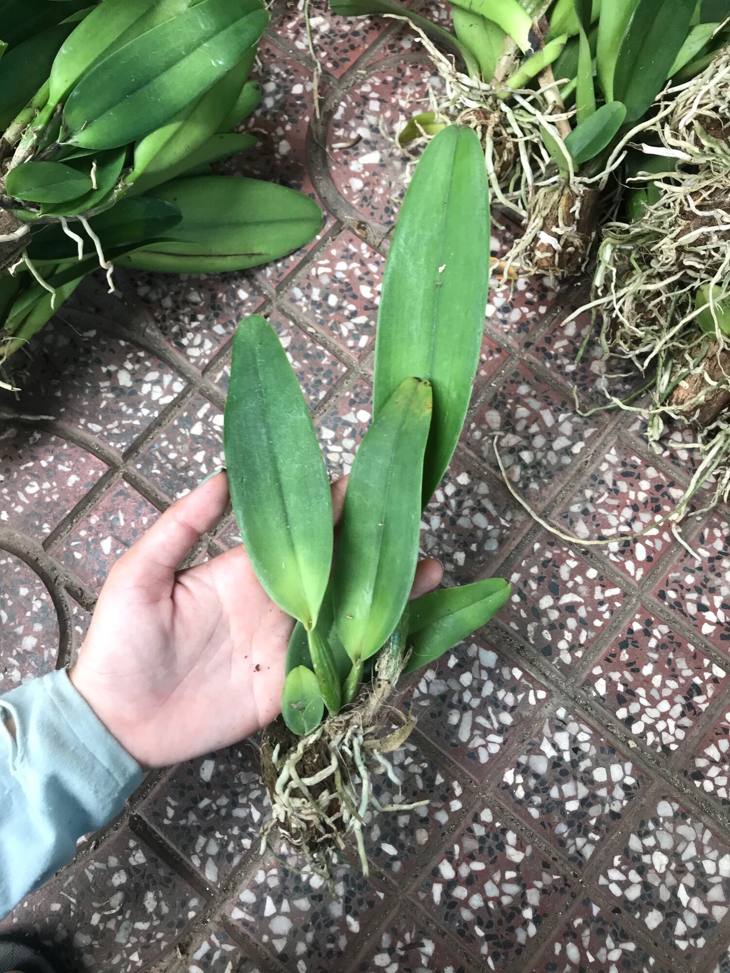 Lan Cattleya Cây Giống Nhiều Màu