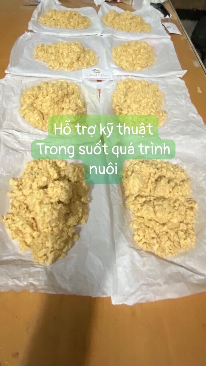50g Trứng Ruồi Lính Đen tỉ lệ nở cao, Hỗ trợ kỹ thuật nuôi