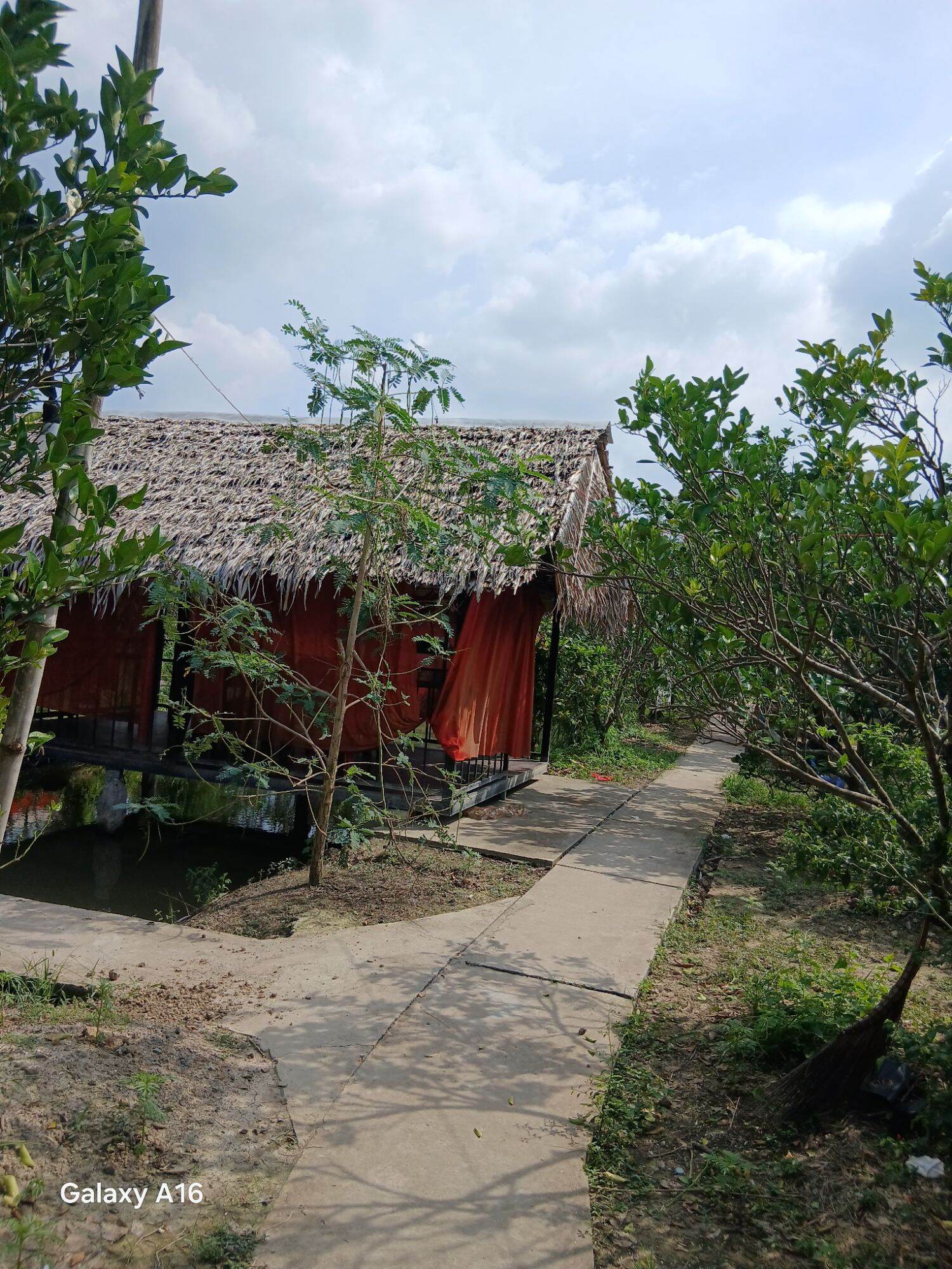 Trà cà phê hương chồn