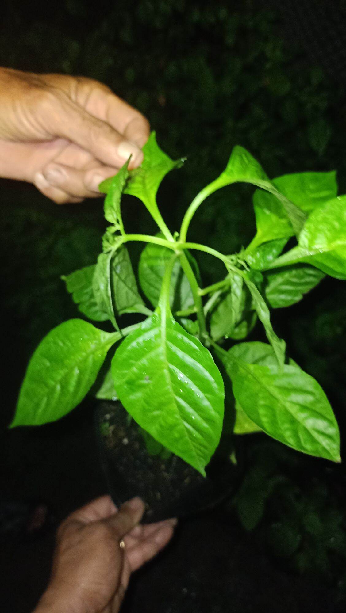 ớt peru cây giống