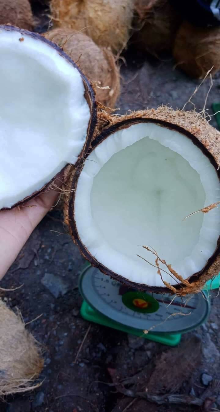Dừa khô tại vườn cơm dầy