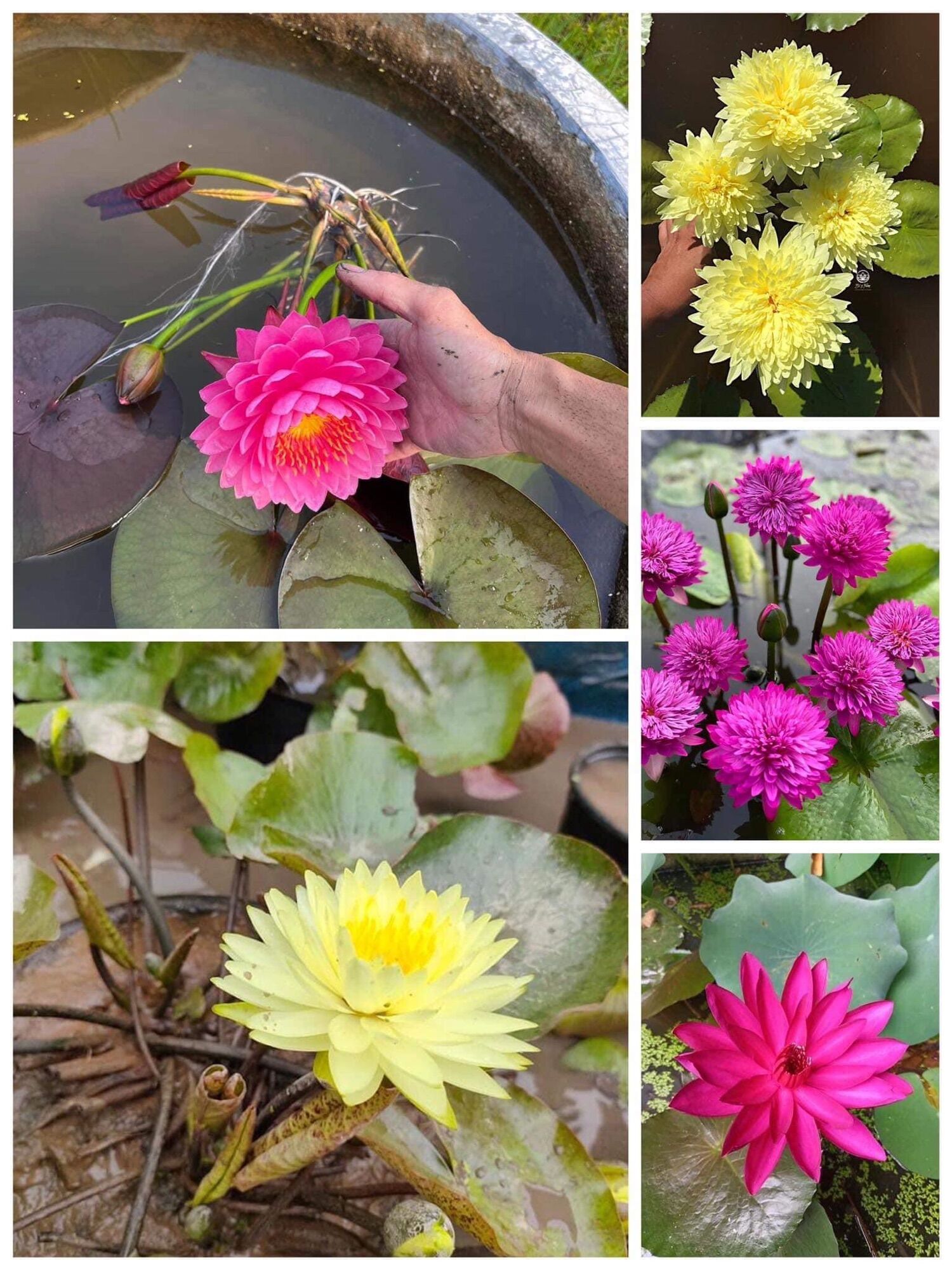 Củ hoa súng thái chơi Tết