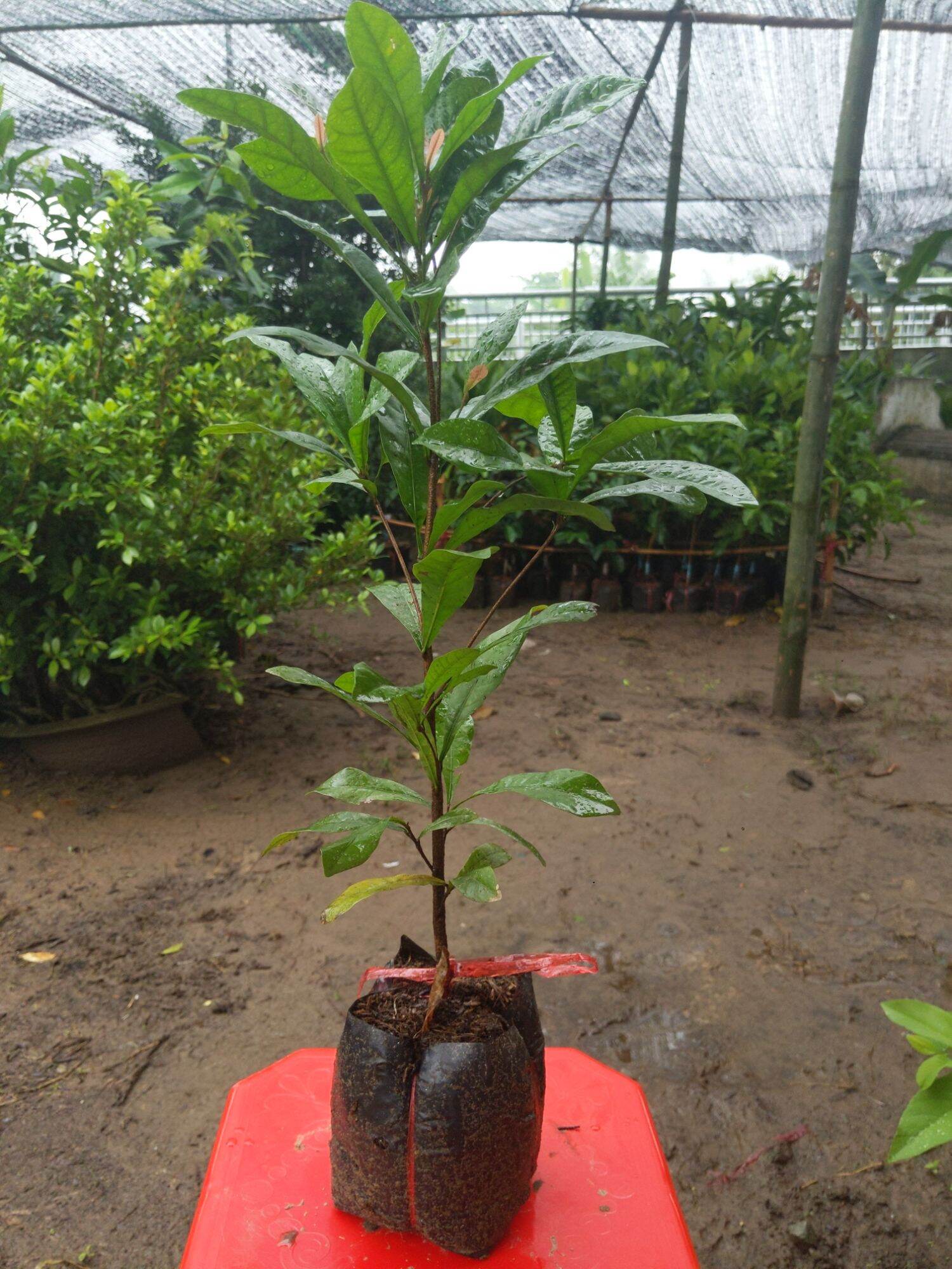 Cây giống Cây Thần kì