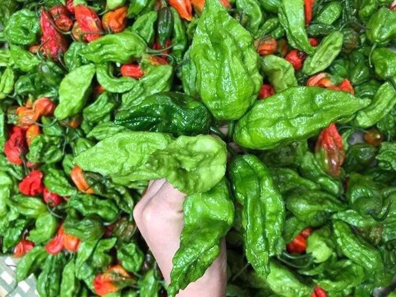 Hạt Giống Ớt Trung Đoàn F1 (Siêu Cay)