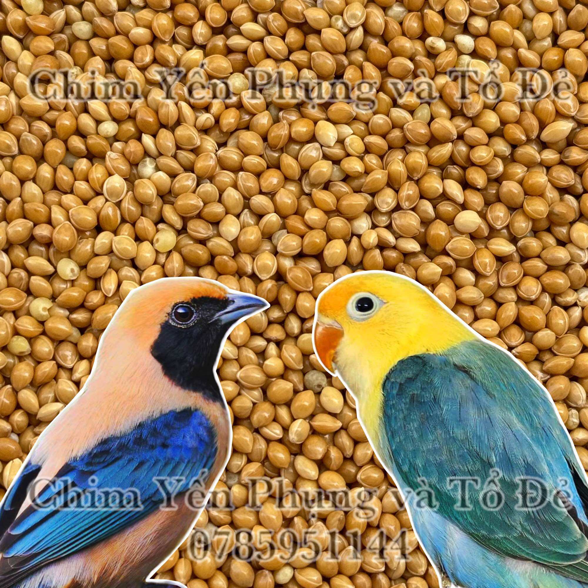 2kg hạt kê vàng/kê bóng vàng • Thức ăn: Chim Cảnh, Gà Kiểng, Hamster. [SG-giao hoả tốc 2h]