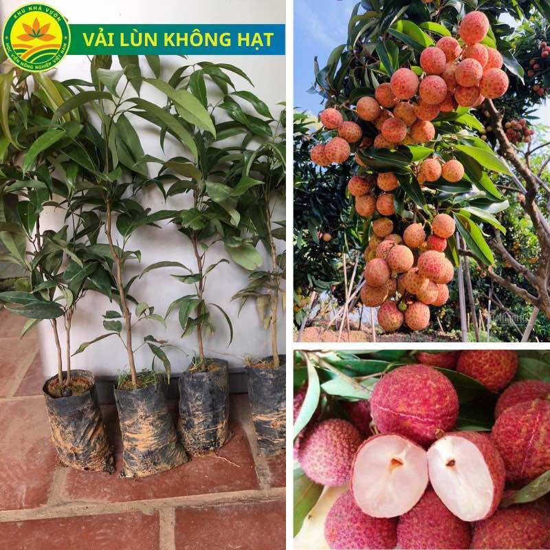 Cây giống vải lùn không hạt
