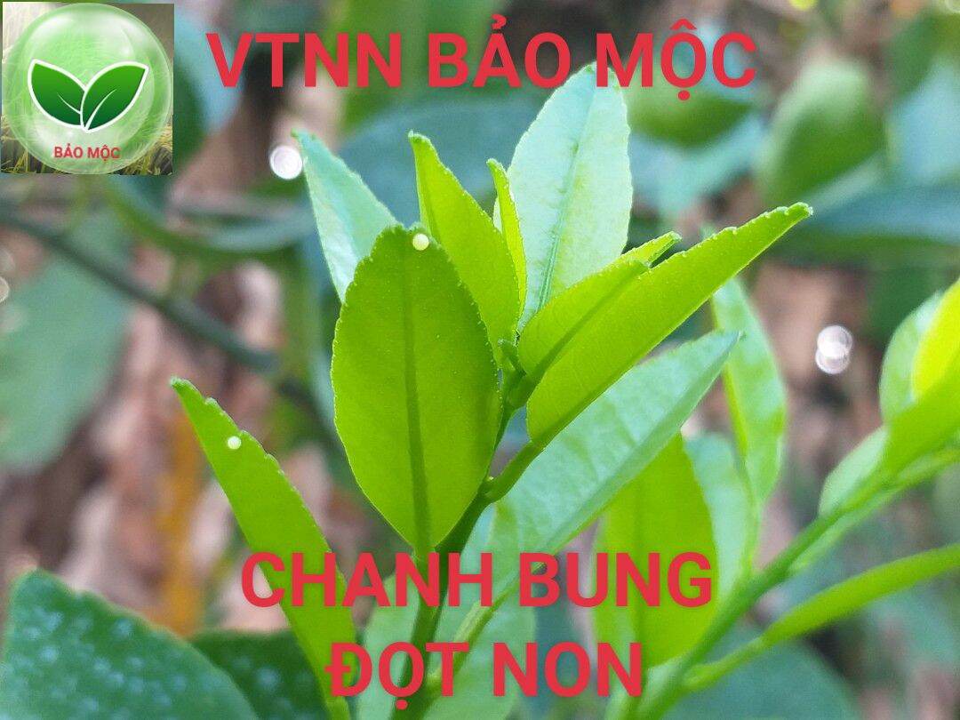 Siêu ra đọt - mập đọt - lá xanh - mướt lá - to lá