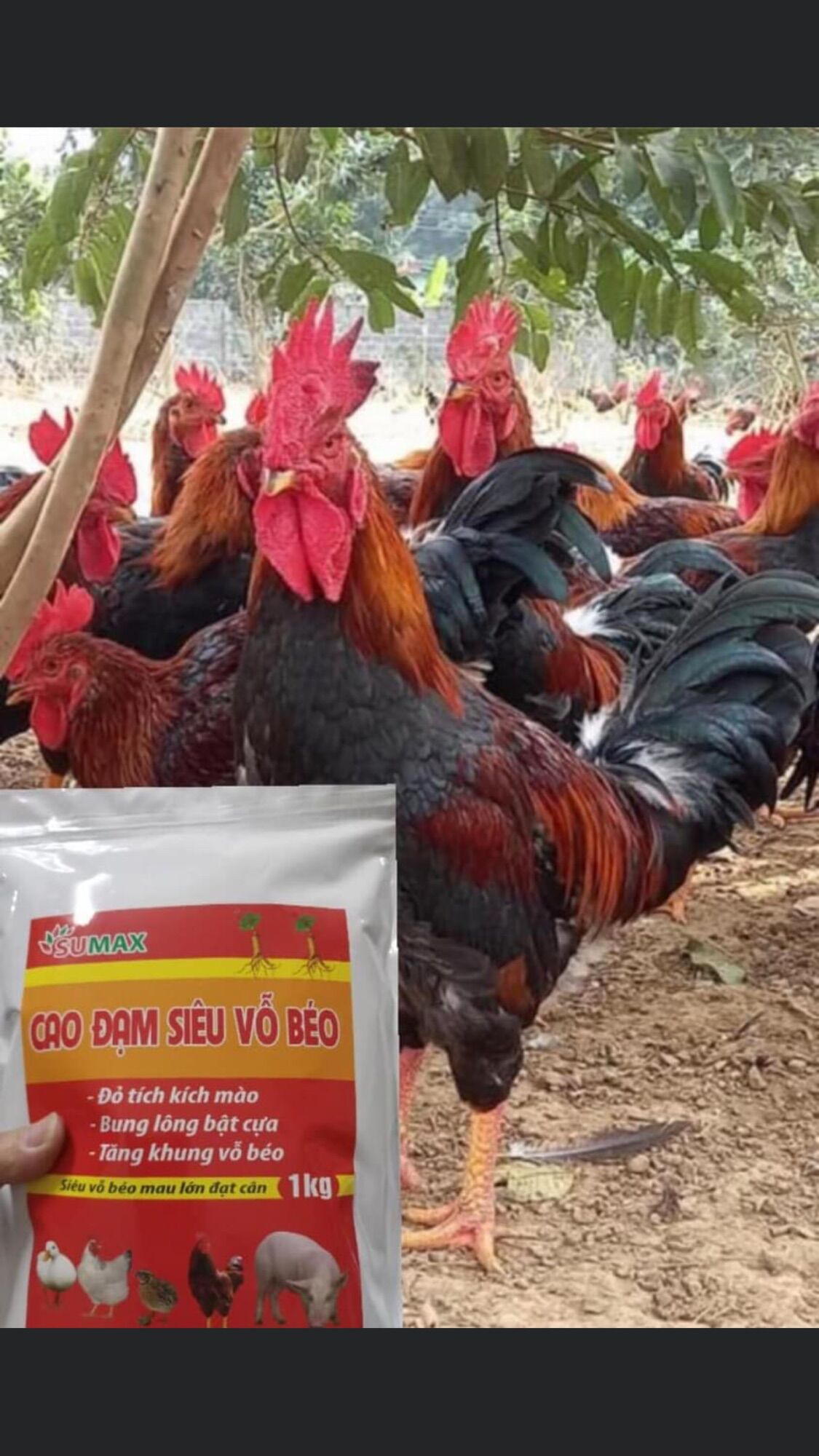 CAO ĐẠM SIÊU VỖ BÉO