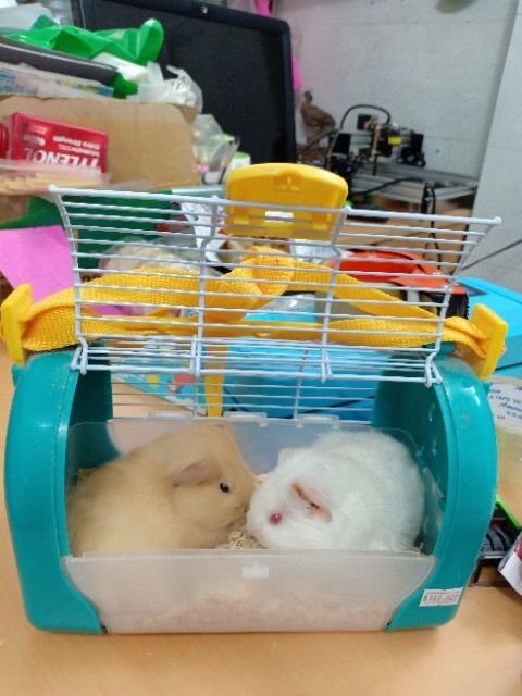 Lồng vận chuyển vẹt nhỏ / hamster.