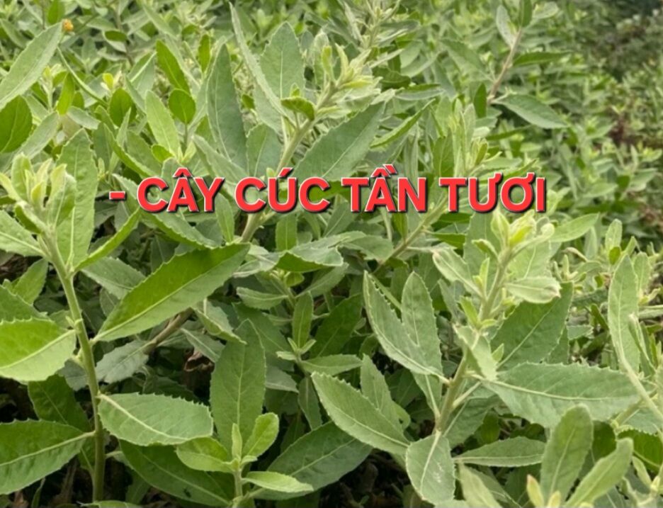 1Kg Cây Cúc Tần Tươi _ Cây Từ Bi
