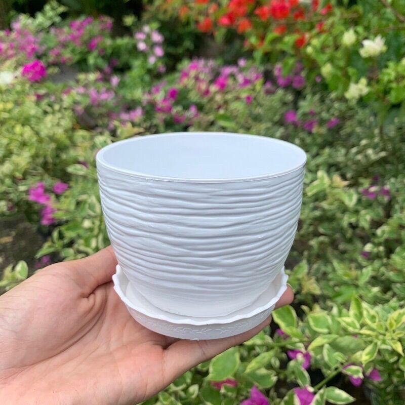 Chậu trồng sen đá Sóng tròn nhỏ (hàng dày)