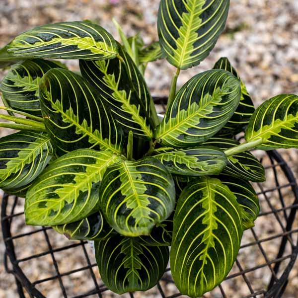 Maranta lemon lime plant