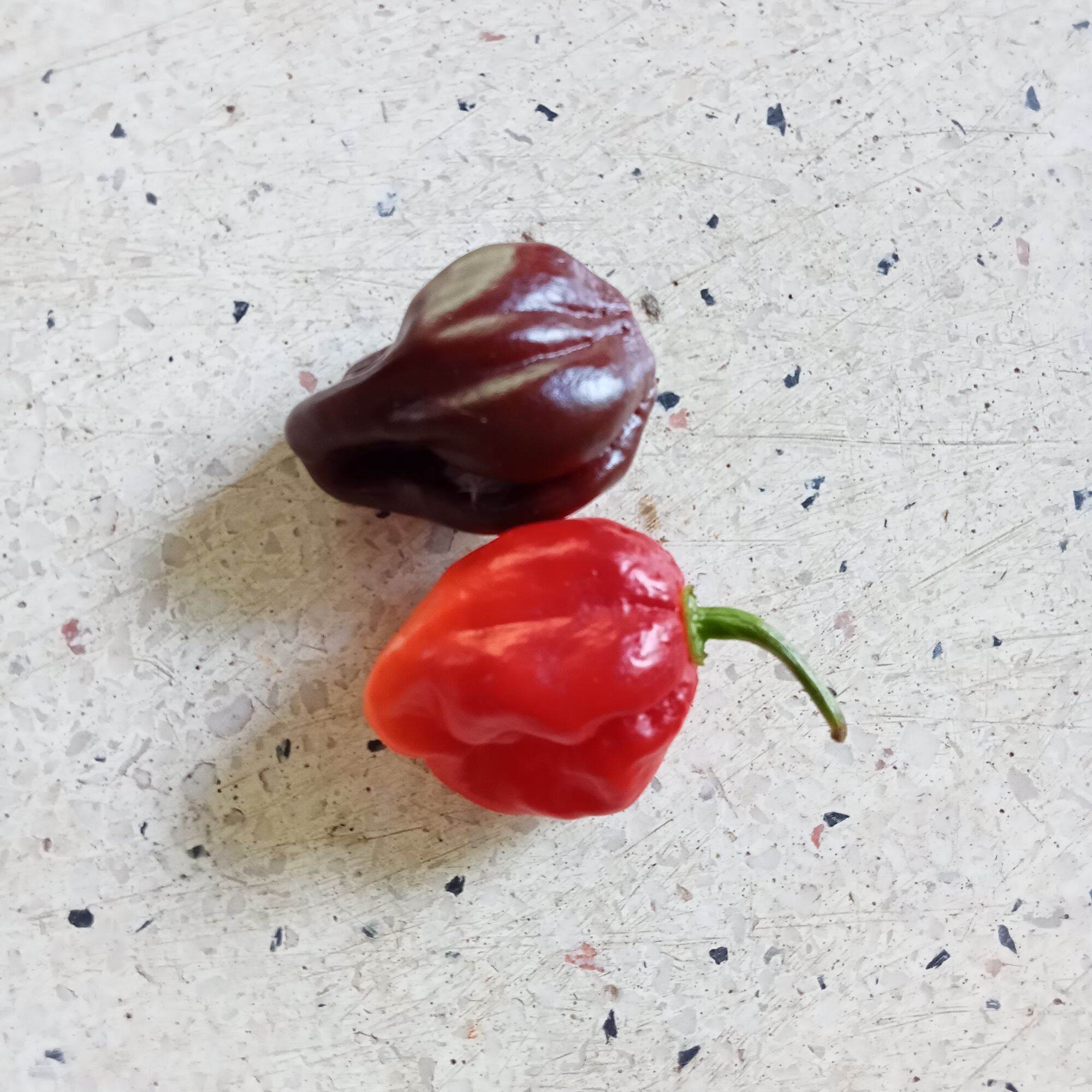 5 Hạt Giống Ớt Habanero Chocolate (Siêu Cay)