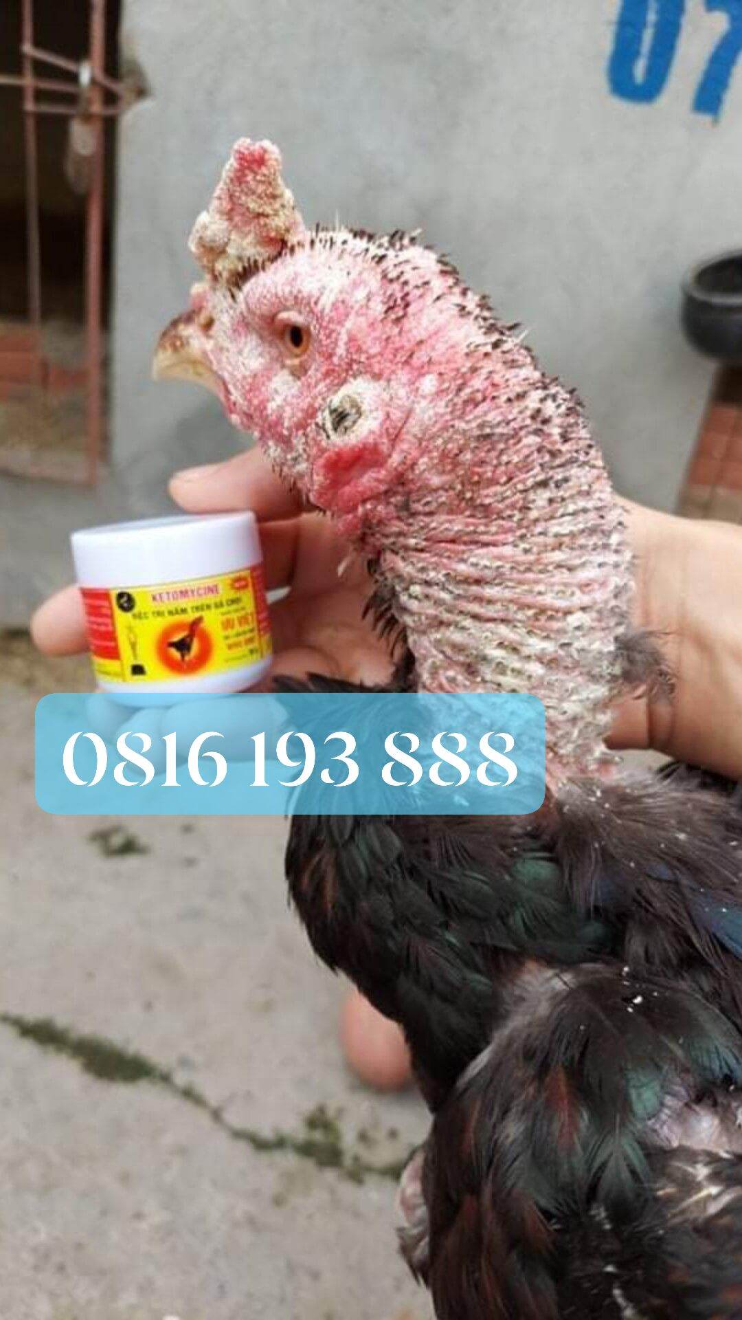 Bôi mốc lác cho gà chọi ưu việt