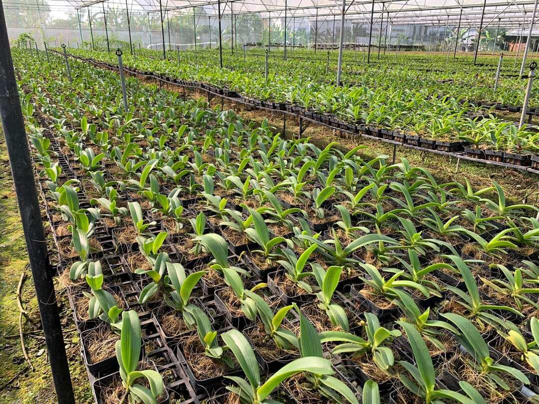 5 cây lan ngọc điểm thái đủ màu. size nhỏ