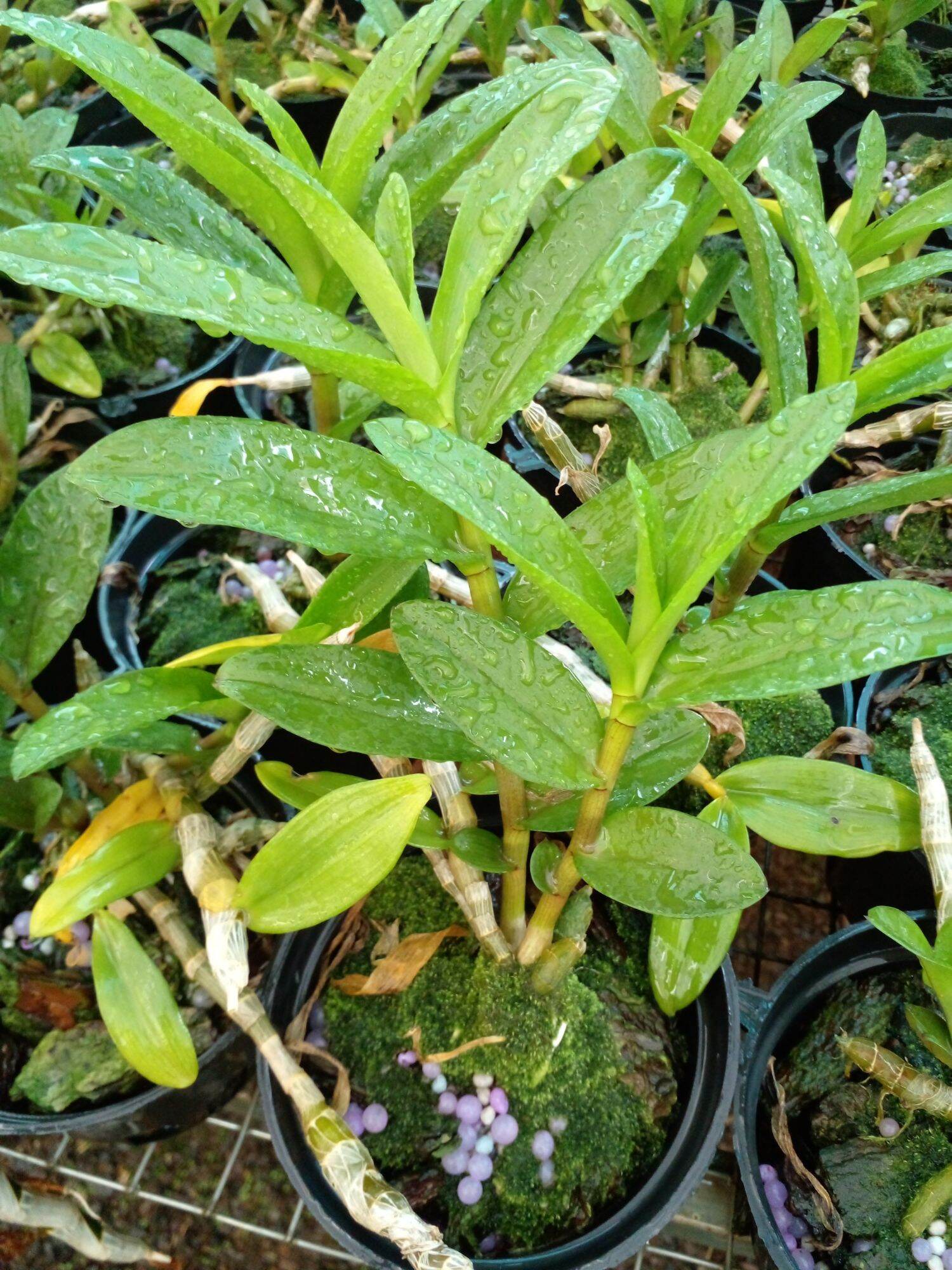 Hoa lan di linh nù tam bố